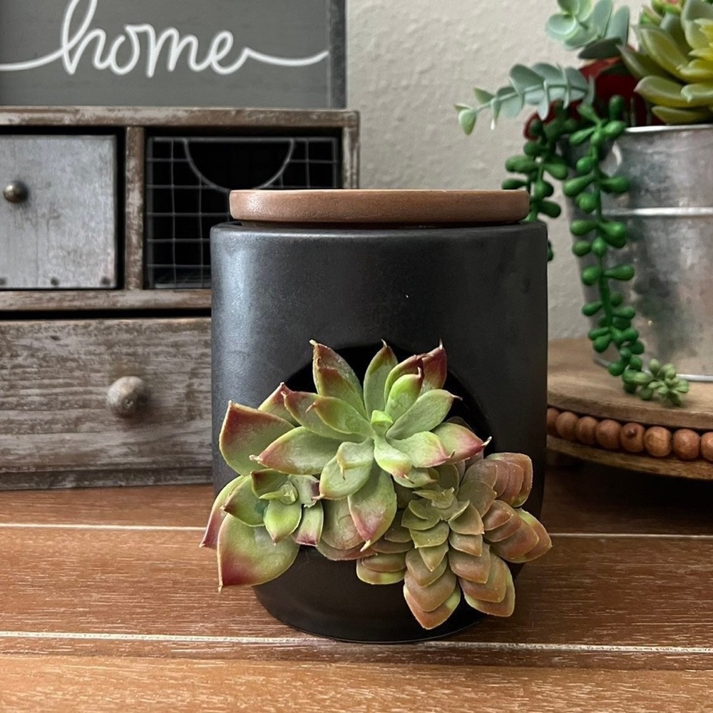 New Boho Ceramic Wax Warmer With Succulent